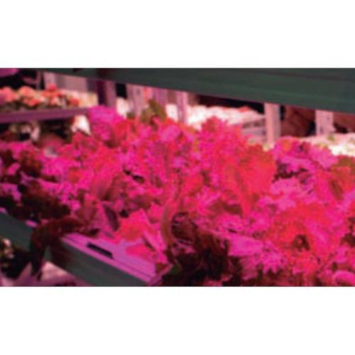 ejemplo-horticultura.jpg